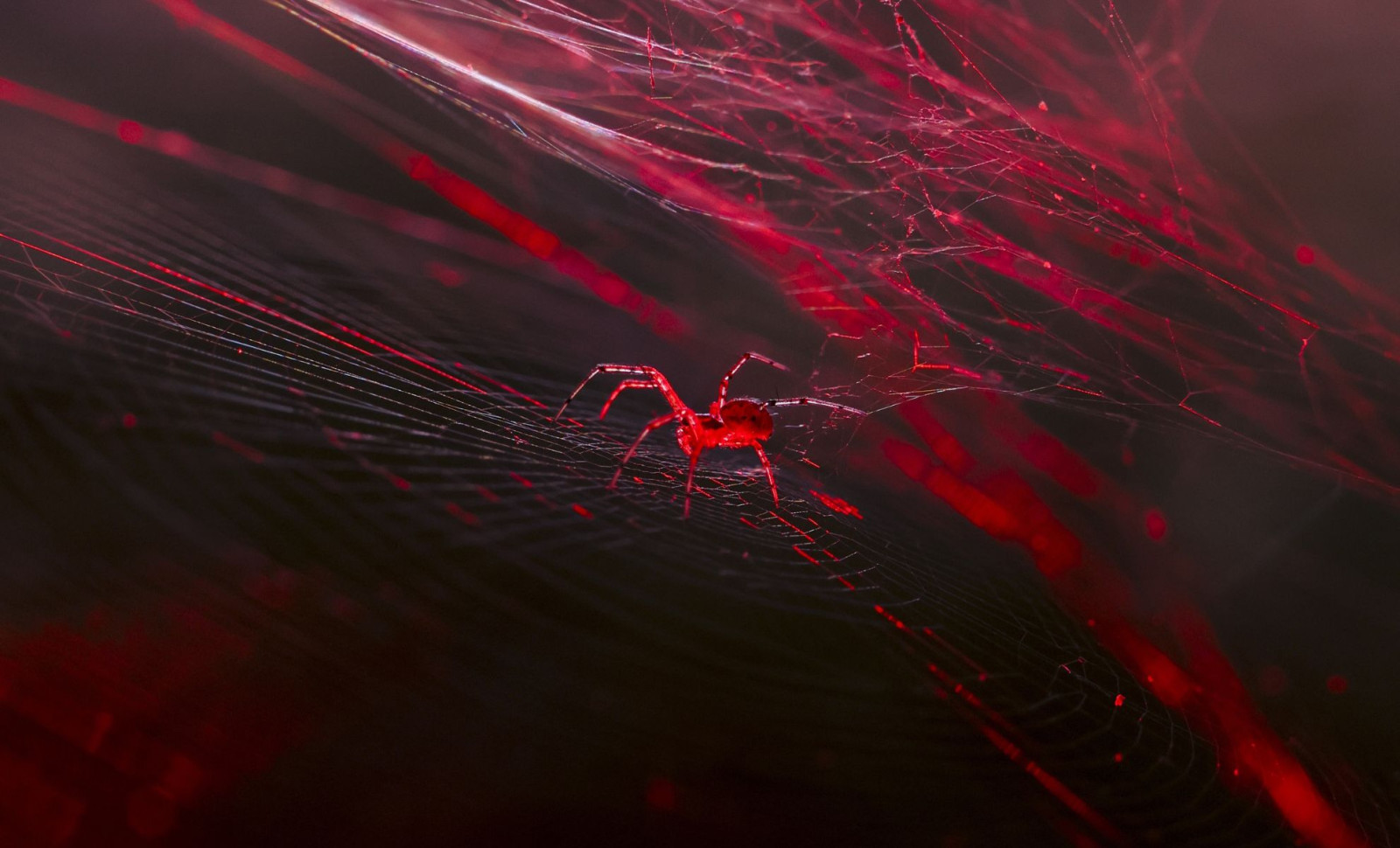 Genetically Engineered Spiders Now Produce Red Fluorescent Silk Using CRISPR 