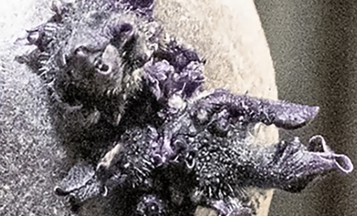 NASA Astronaut Captures Strange Tentacled Growth on Space Station 