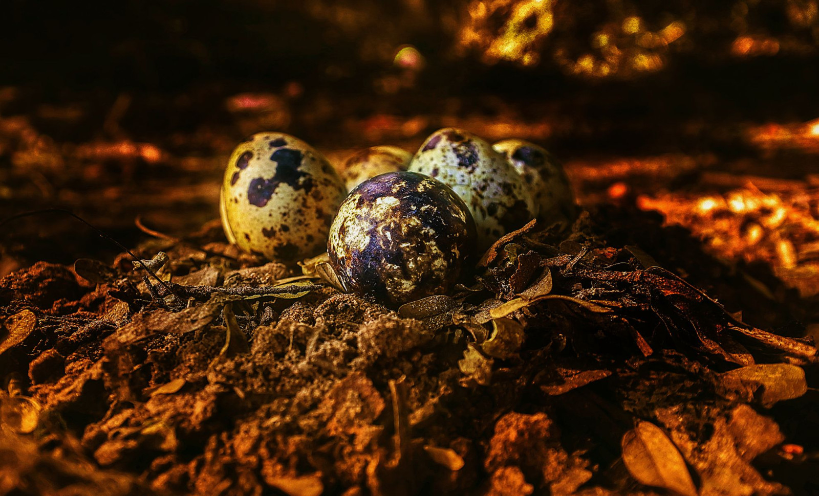 Portugal Cliffs Reveal Exceptionally Preserved Jurassic Crocodile Eggs 