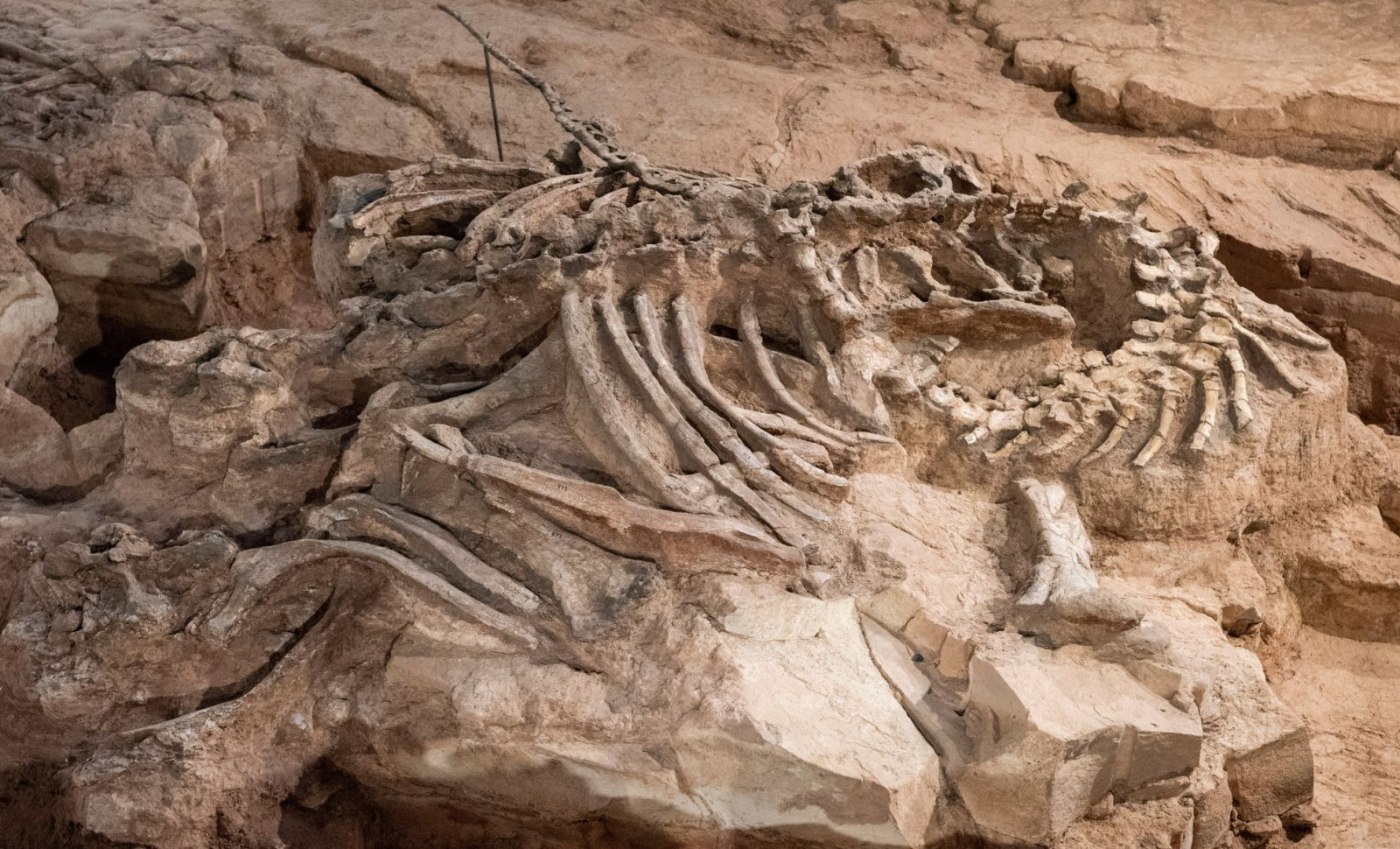 Paleontologists Uncover Giant 7,000-Pound Dinosaur With Skin Preserved 