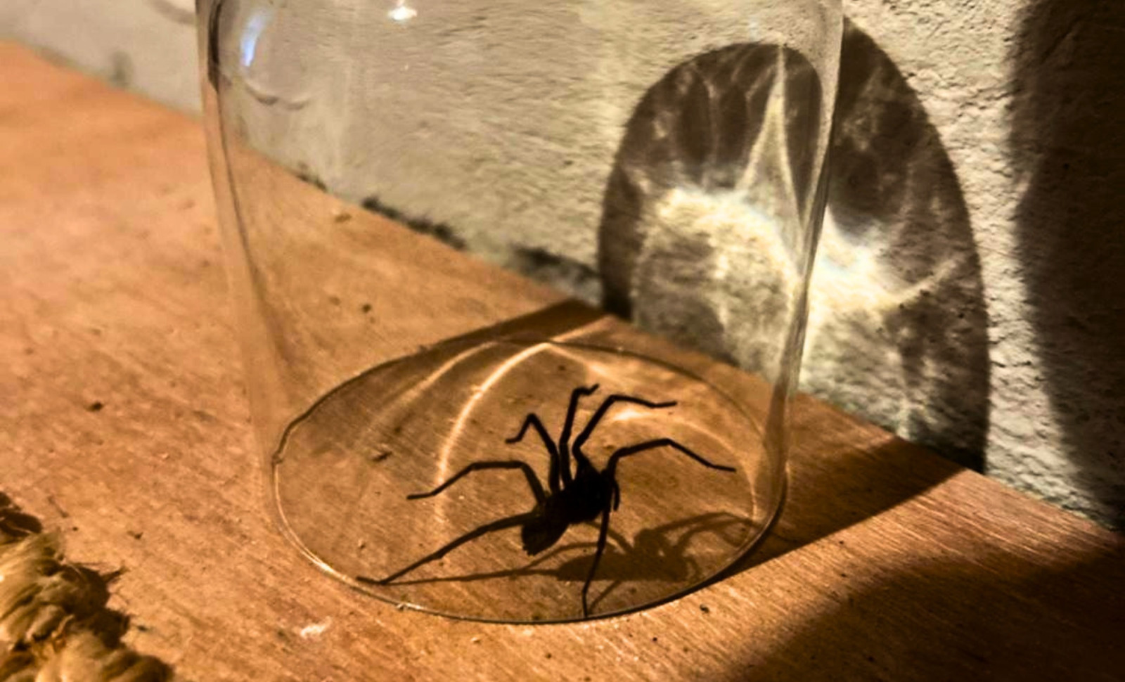 Why Releasing Indoor Spiders Outdoors Can Do More Harm Than Good 