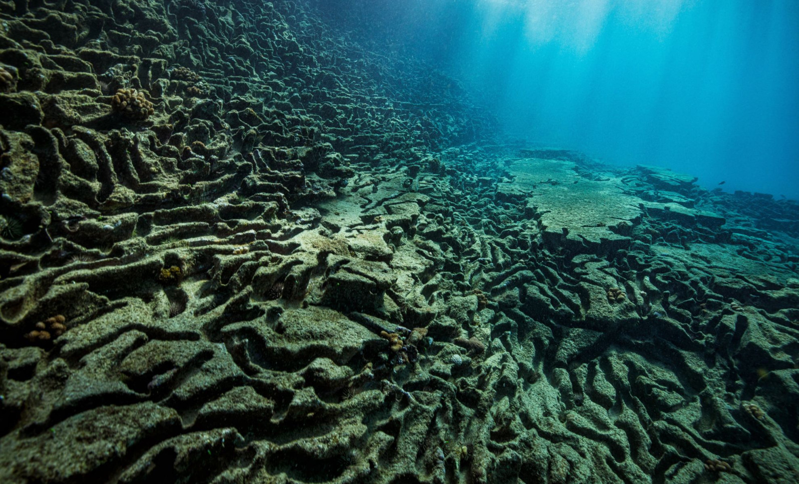 Active Undersea Volcano off Canada Hosts Vast Colony of Giant Skate Eggs 