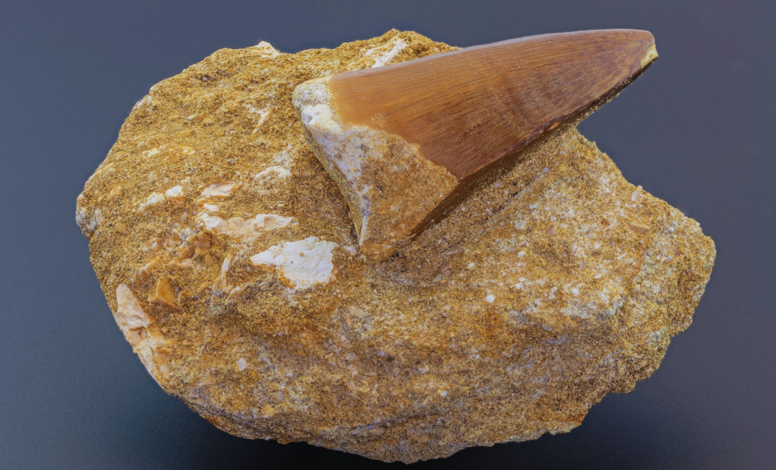 Rare Fossil Reveals Ancient Marine Predator Clash With Embedded Tooth From Rival 