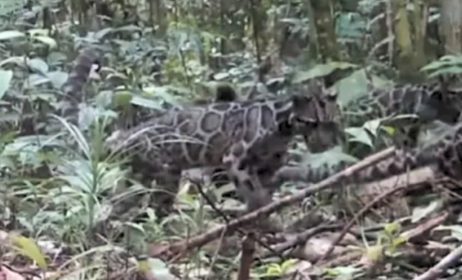 Trail Cameras Reveal Rare Bornean Clouded Leopard Family in Protected Rainforest 