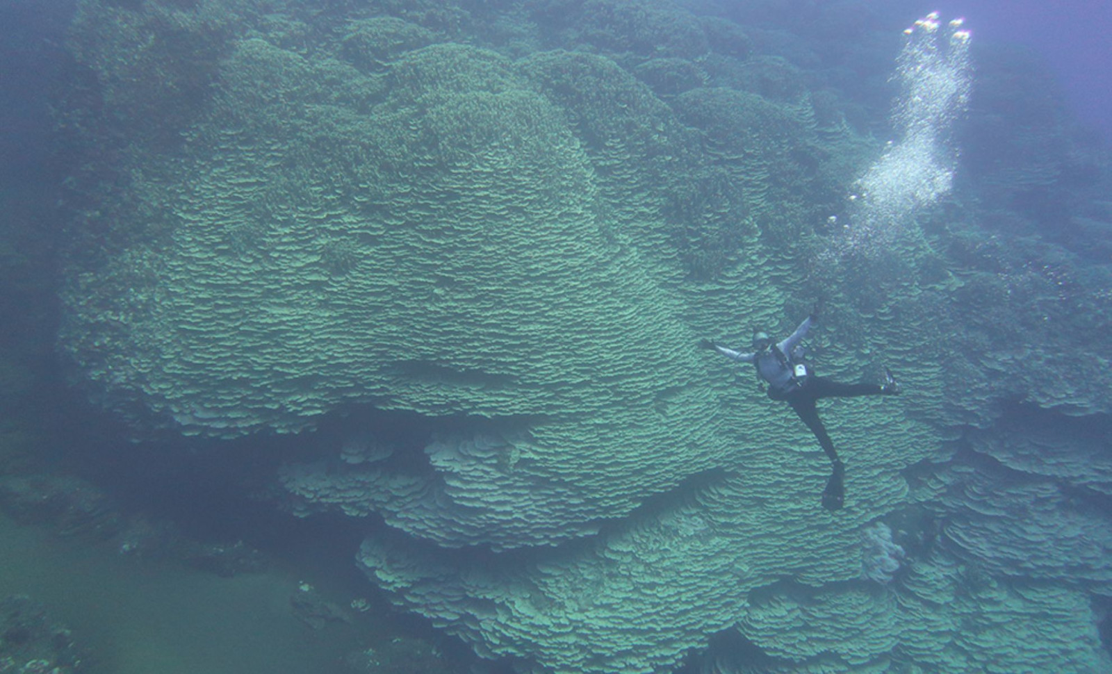 Enormous Coral Colony Over 100 Feet Wide Discovered, Possibly Predating Ancient Civilizations 