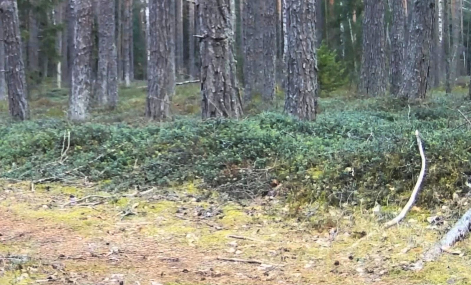 Decades After Disappearance, Brown Bears Reproduce Again in Lithuania 
