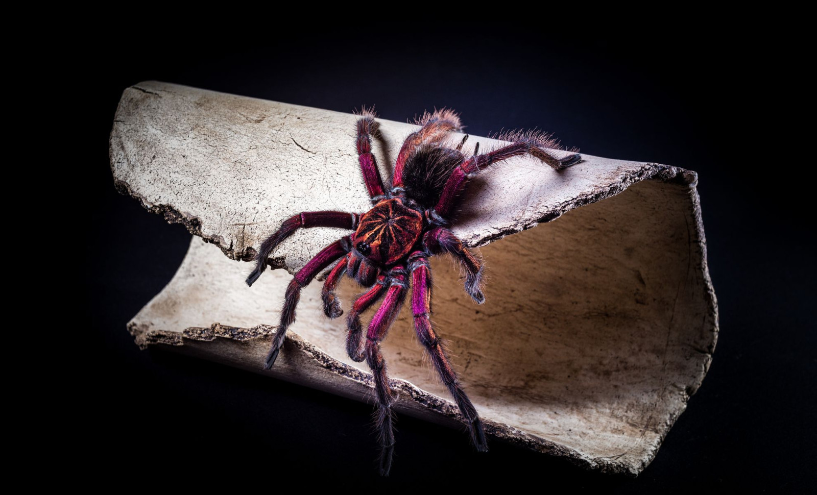 Ancient Fossil Reveals Oldest Known Ancestor of Spiders with Unexpected Claw Feature 