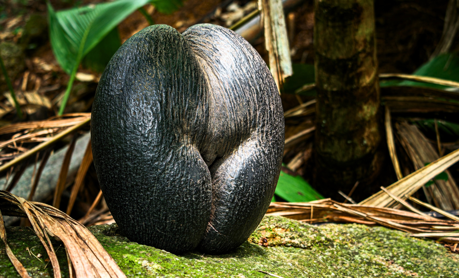 Unraveling How the Coco de Mer Palm Grows the Largest Seed on Earth 