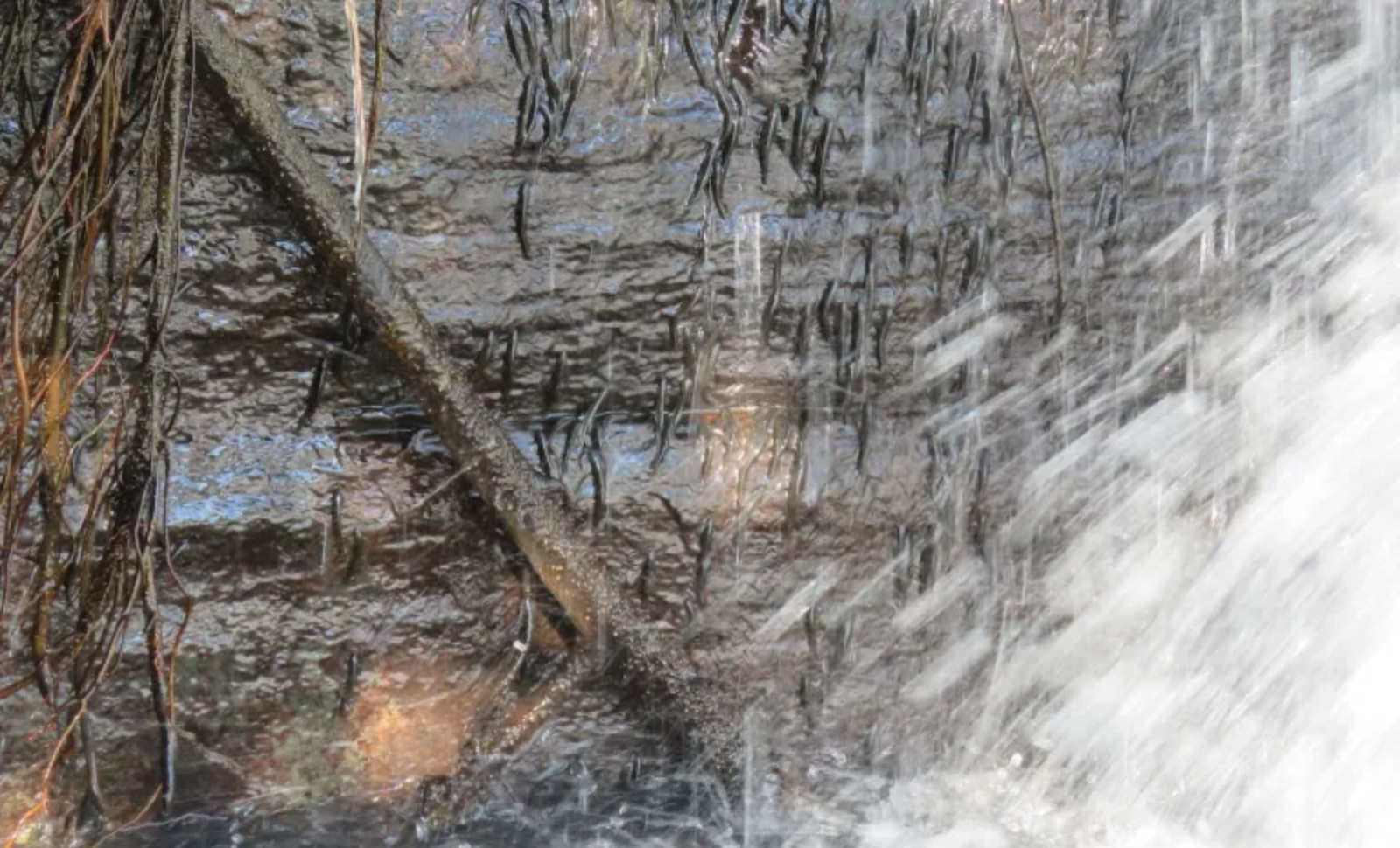 Remarkable Discovery: Small Fish Scale a 15-Meter Waterfall in Under Half a Day 