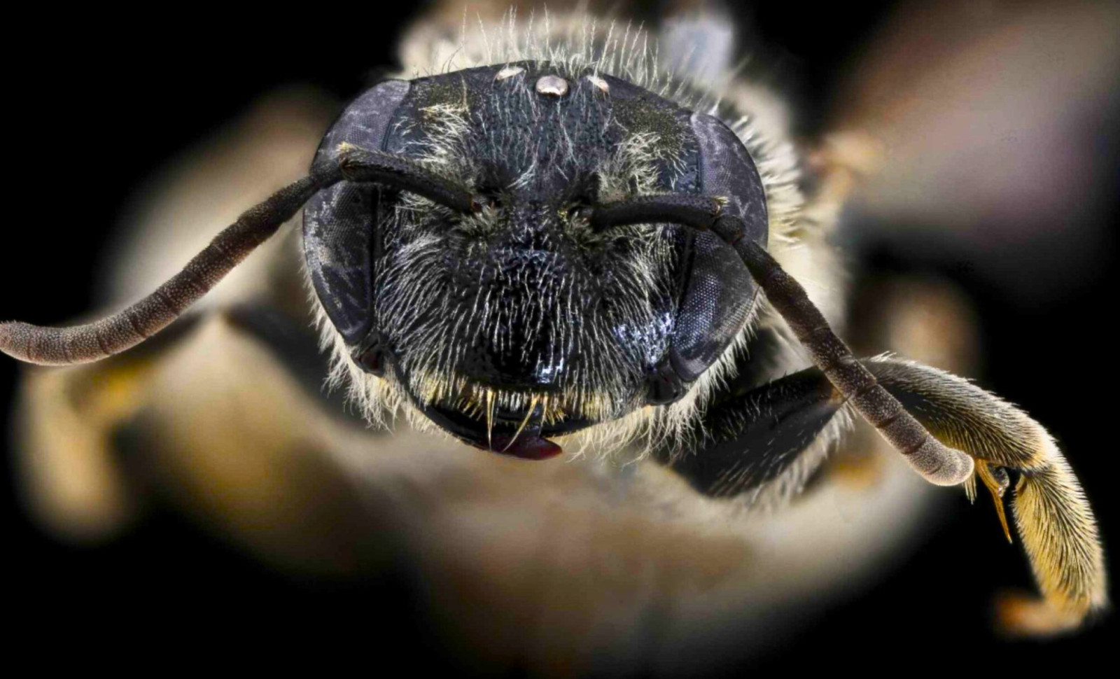 A Century-Lost Bee Rediscovered: The Chestnut Mining Bee's Surprising Return in New York 