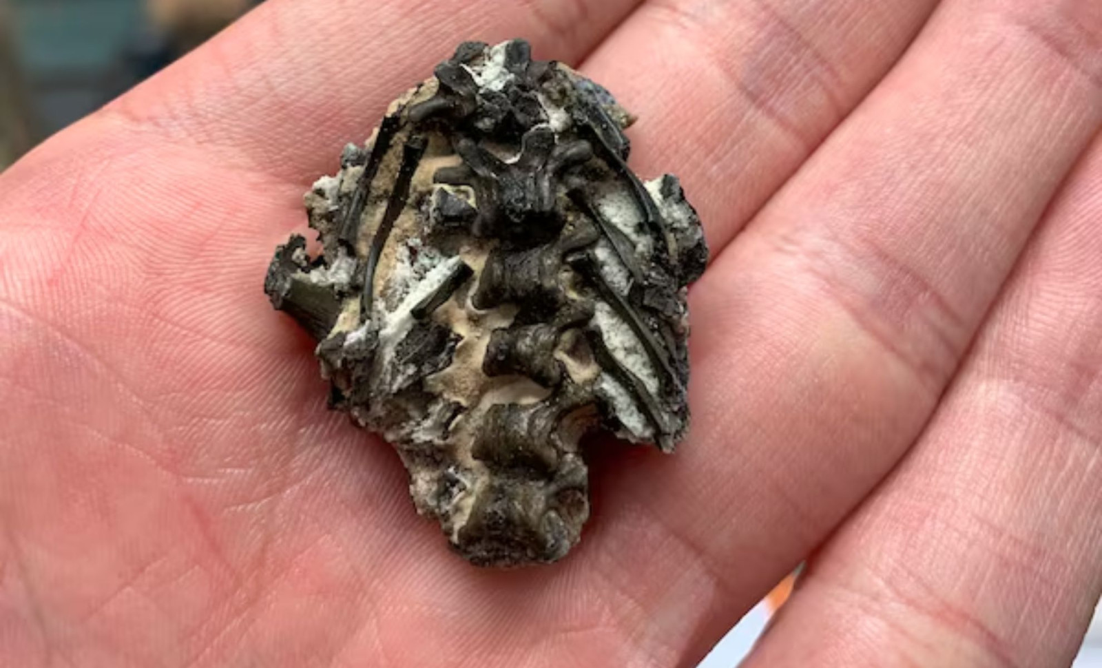 Ancient Fossil Unveils Earliest Rib-Based Breathing in Land Animals 