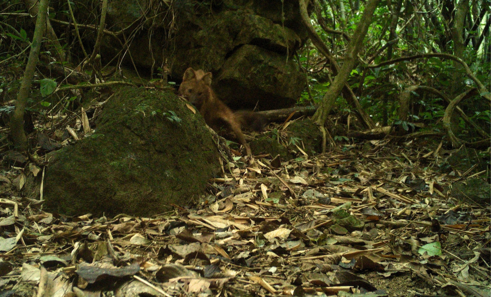 Rare Red Wild Dog Photographed in Vietnam After Two Decades of Silence 
