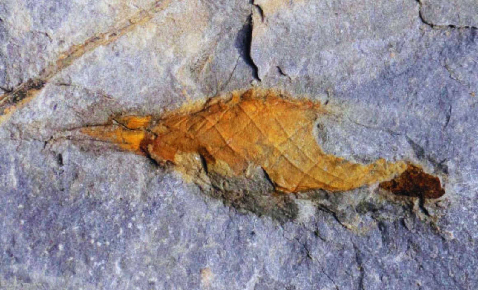 310-Million-Year-Old Shark Egg Case Unearthed, Providing Rare Glimpse Into Ancient Marine Life 