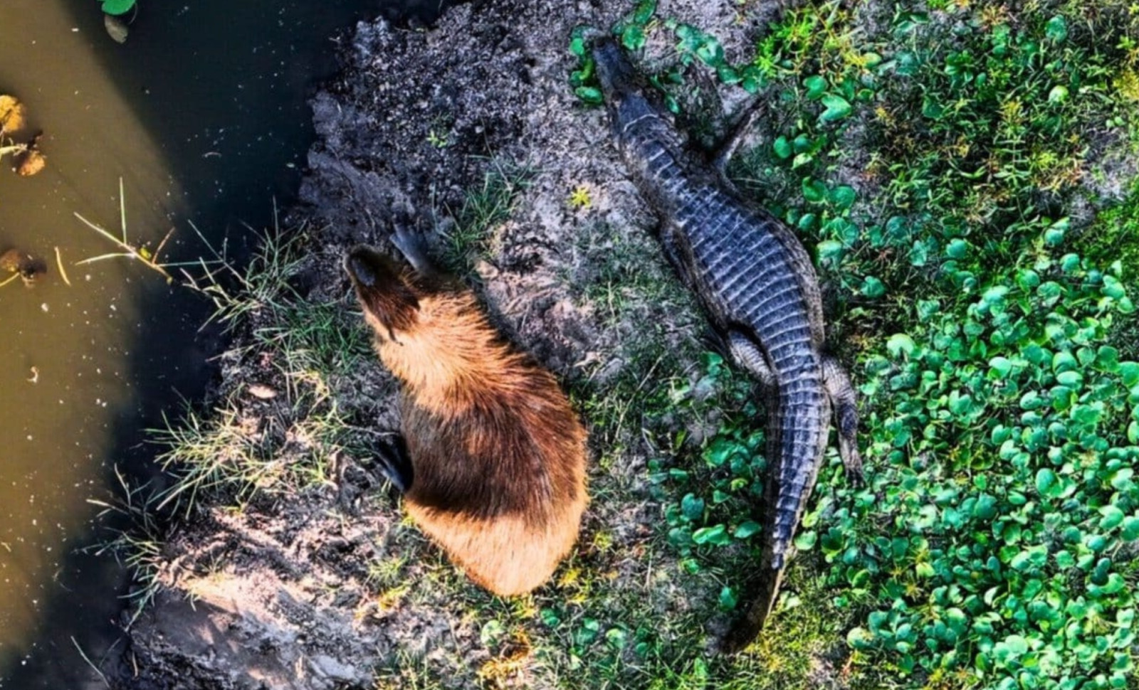 Unraveling Why Caimans Rarely Prey on Adult Capybaras 
