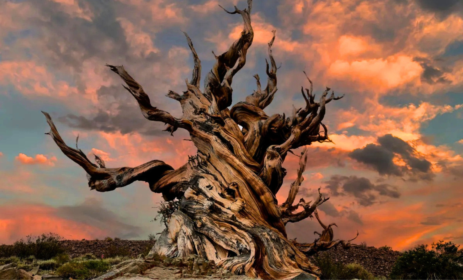 Decoding the World’s Oldest Living Tree Reveals Clues to Lifespan Extension 