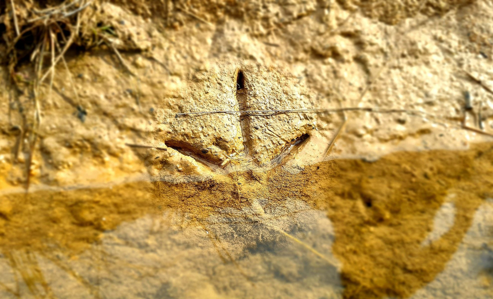 Ancient Bird Fossil Reveals Modern Traits Thousands of Millennia Sooner 