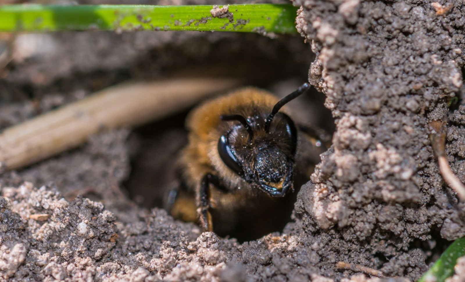 Researchers Discover Over 5.6 Million Ground-Nesting Bees Beneath a New York Cemetery, Among Largest Colonies Ever Found 