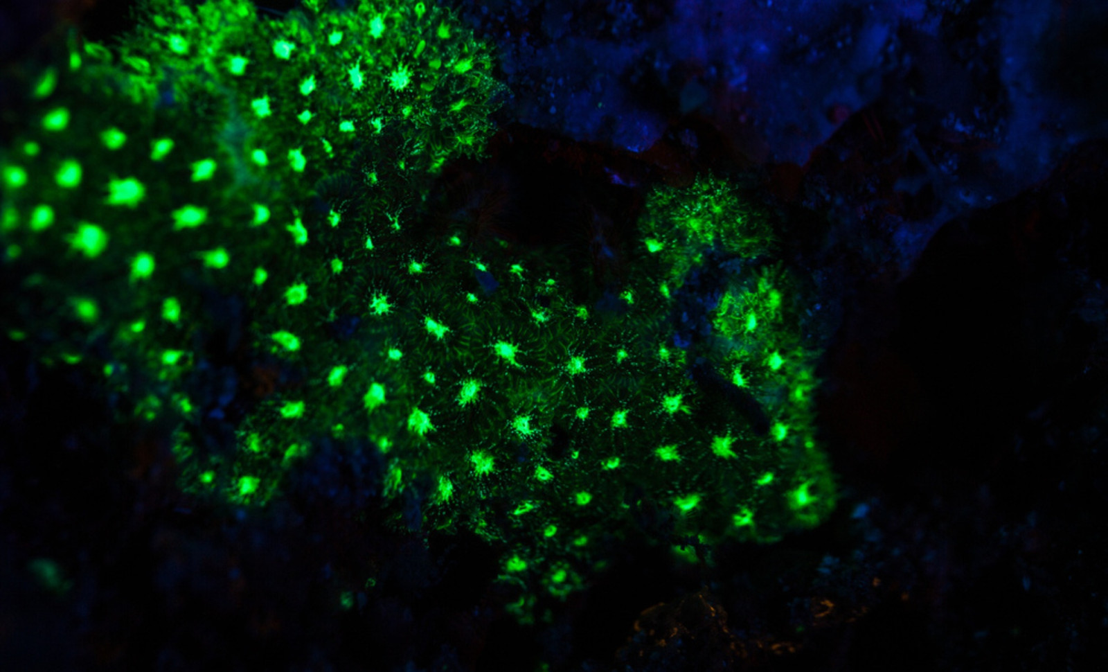 New Bioluminescent Coral Species Discovered 385 Meters Deep in Japanese Underwater Cave 