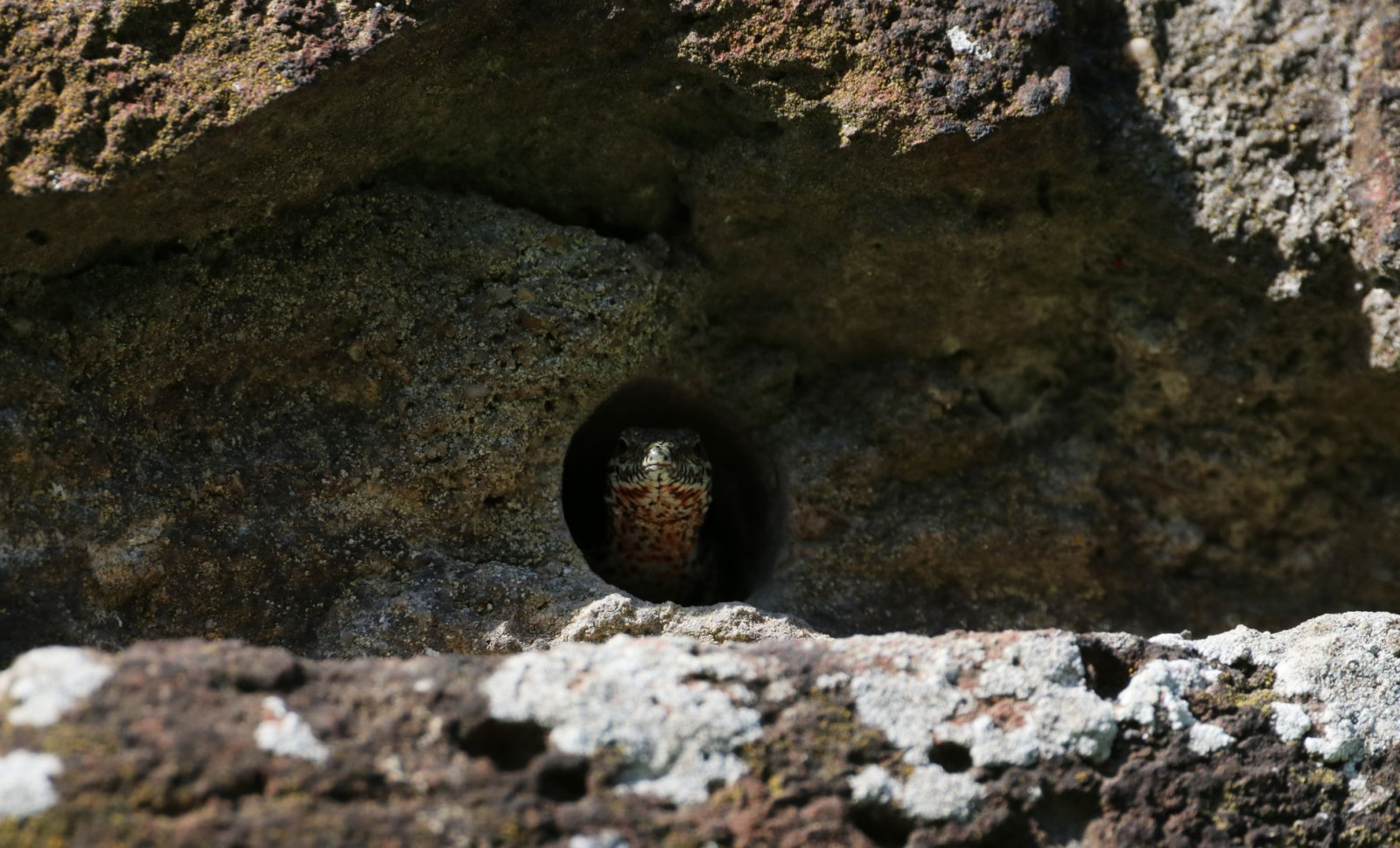 Newly Discovered Kungaka Lizard Is Australia’s Rarest Reptile Found Only in Mutawintji Gorge 