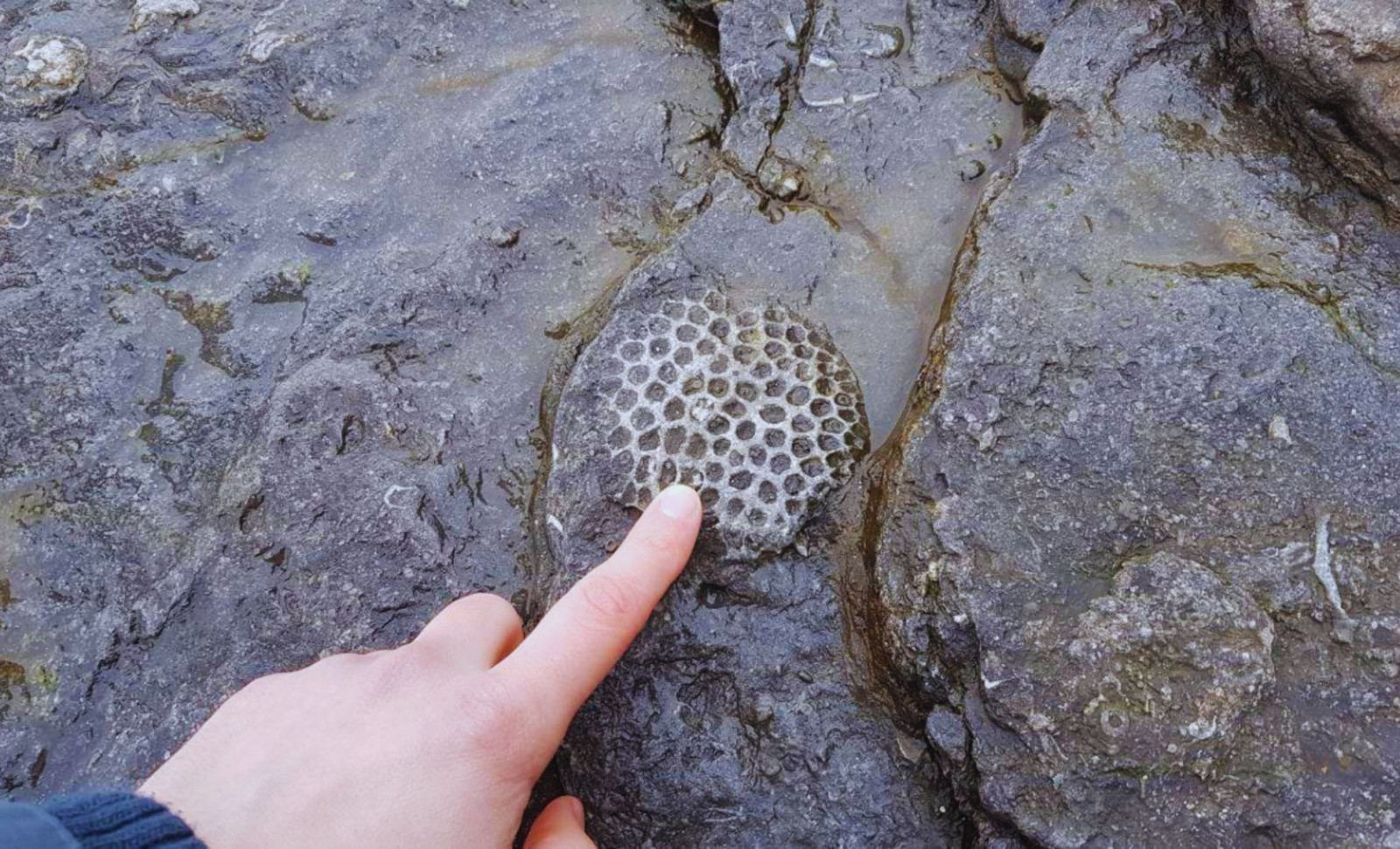Ancient Canadian Fossils Could Represent Earth’s Earliest Animals 