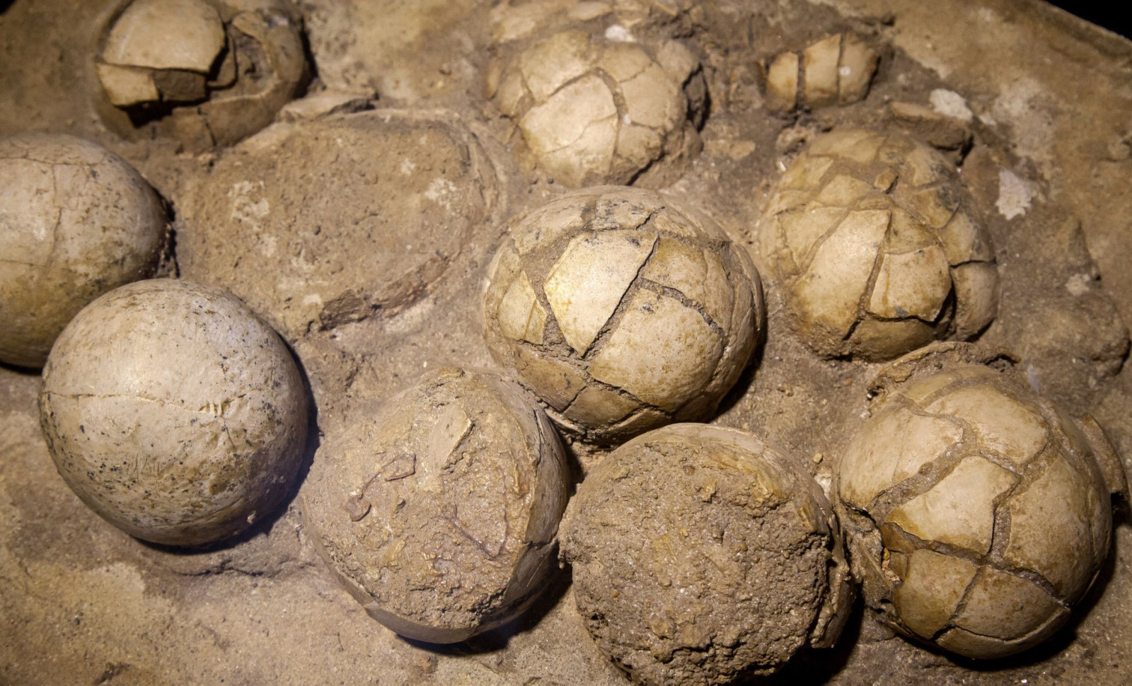 Enormous Dinosaur Nesting Site Discovered in India With Over 250 Eggs Unearthed 