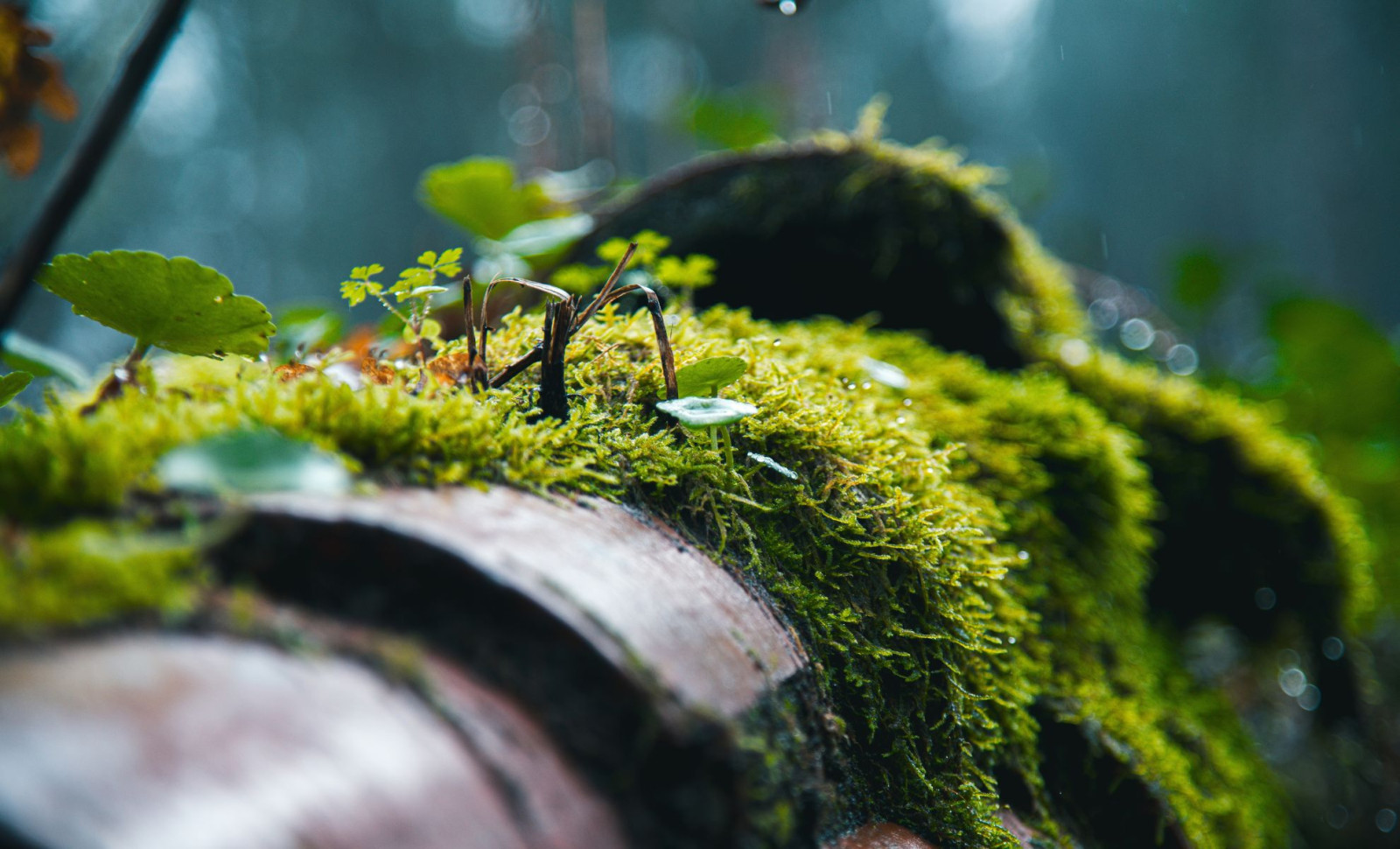 Resilient Moss Endures Nearly Nine Months on ISS Exterior, Offering Clues for Space Life Support 