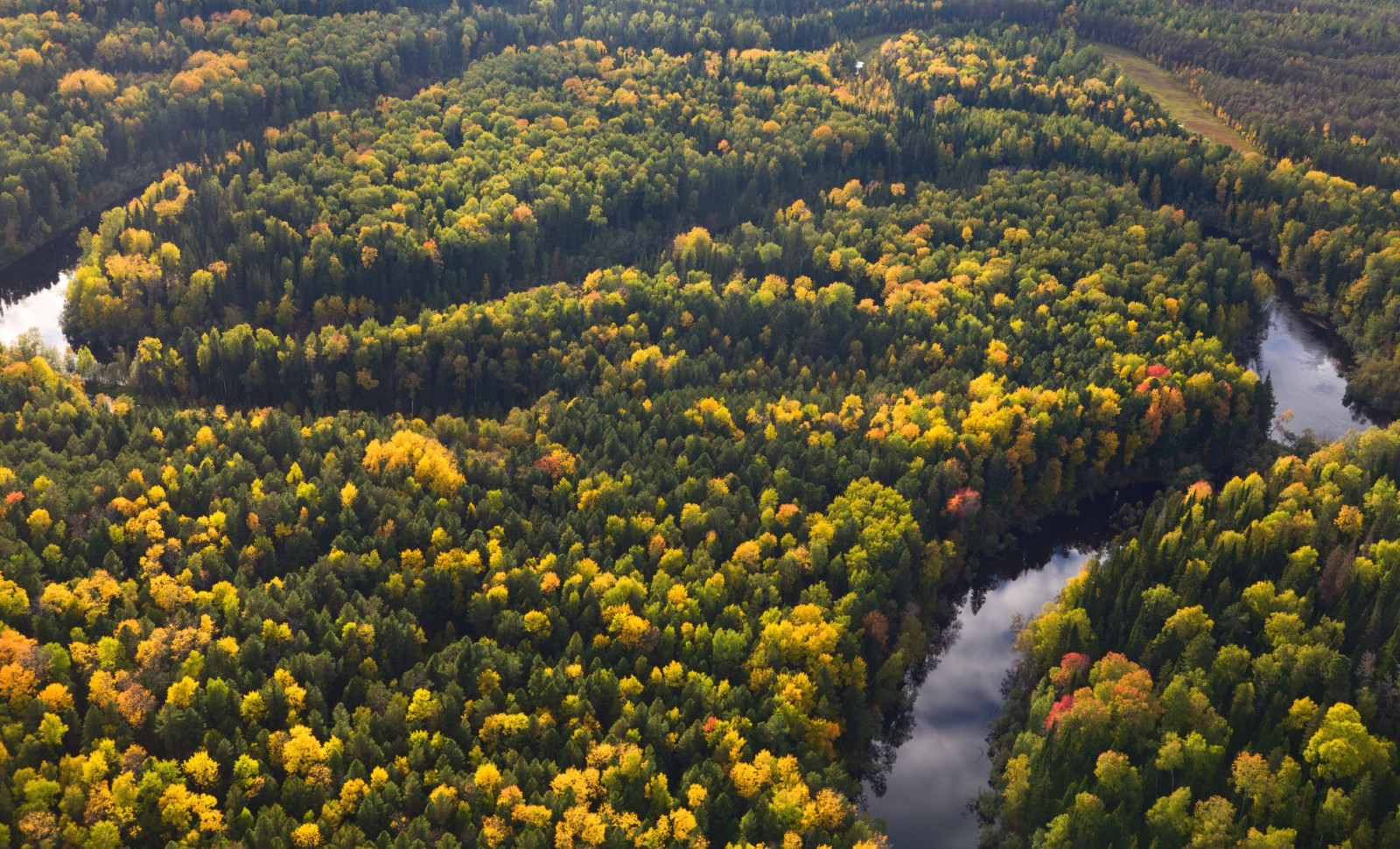 Scientists Unearth Ancient Forest Under the North Sea Dating Back Over 16,000 Years 