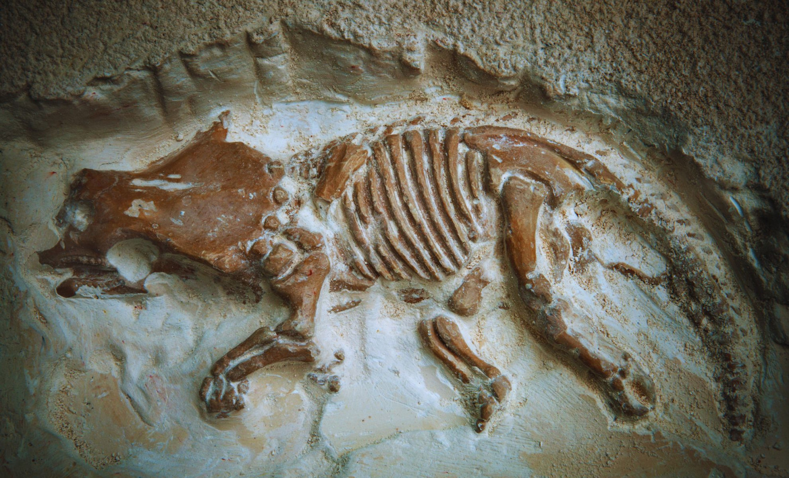 New Study Reveals Tiny Dinosaur Fossils Are Actually Baby Ankylosaurs 
