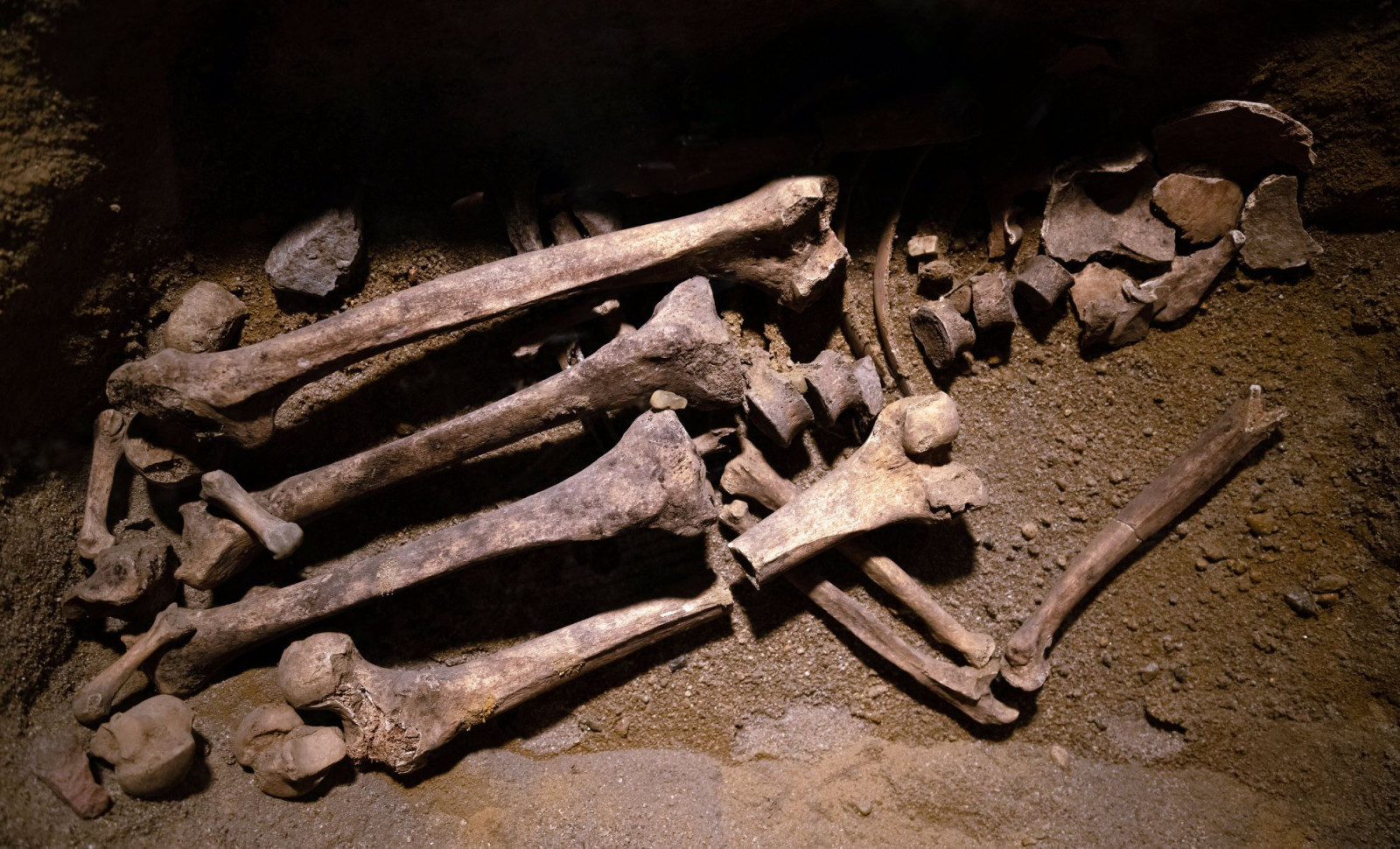 Ancient Fossils in Japan Once Thought Human Are Actually Bear Bones, New Study Reveals 