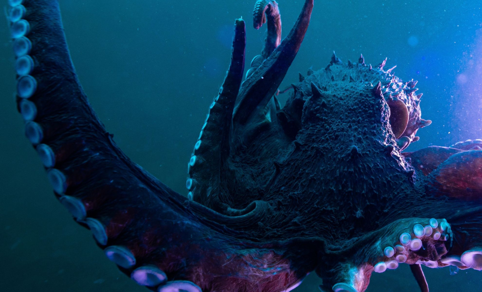Unveiling a 62-Foot Prehistoric Octopus That May Have Preyed on Dinosaurs 