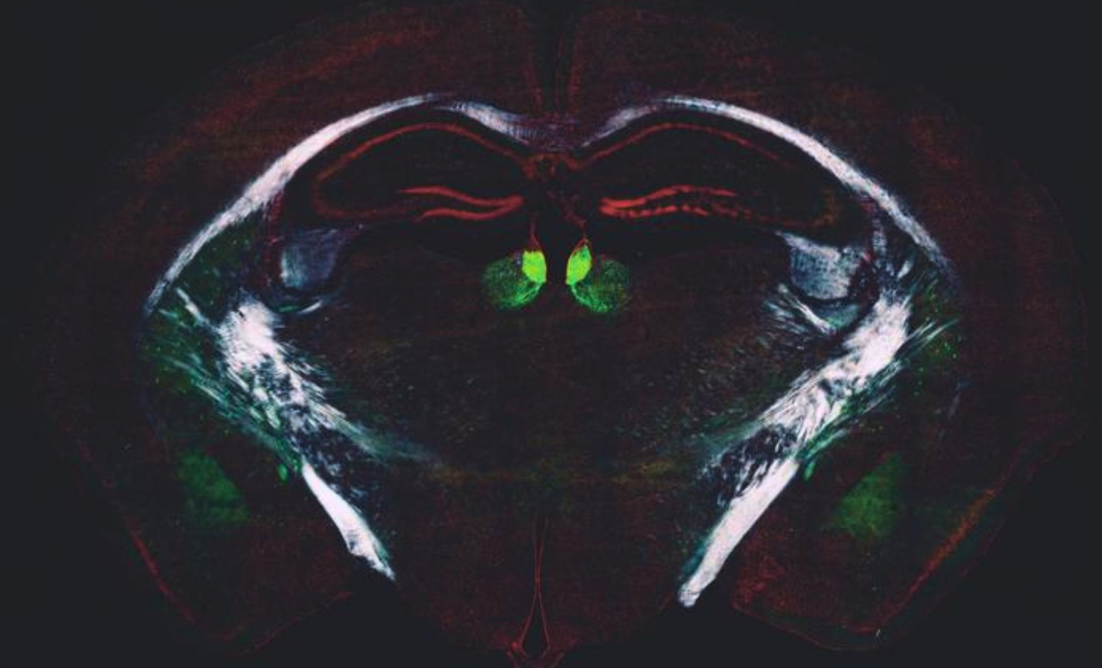 Newly Identified Brain Mechanism Regulates Daily Learning and Adaptability 