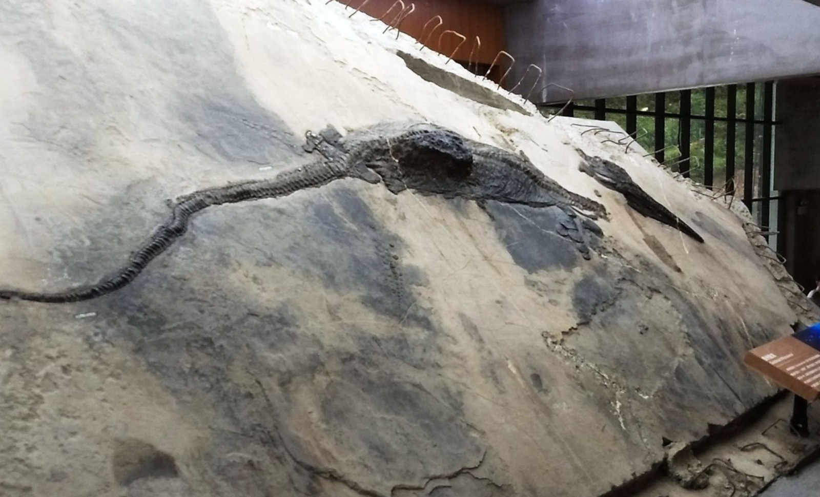 Ancient Marine Giant Reveals Hunting of Large Prey in 240-Million-Year-Old Fossil 