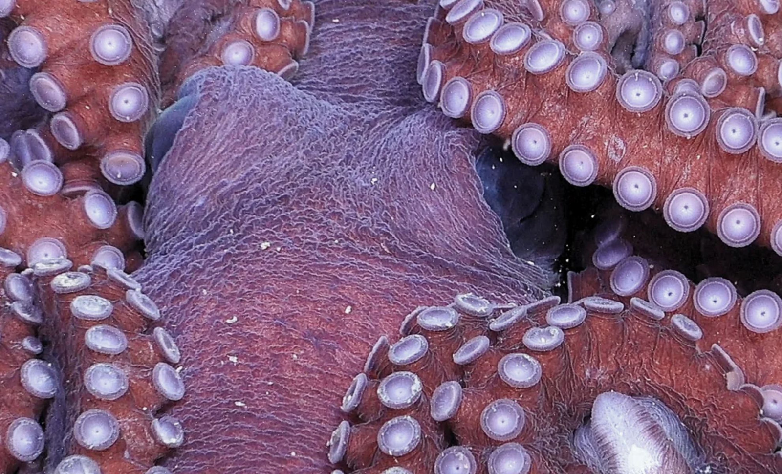 Vast Antarctic Iceberg Drift Reveals Hidden Undersea Habitat Thriving in Darkness 