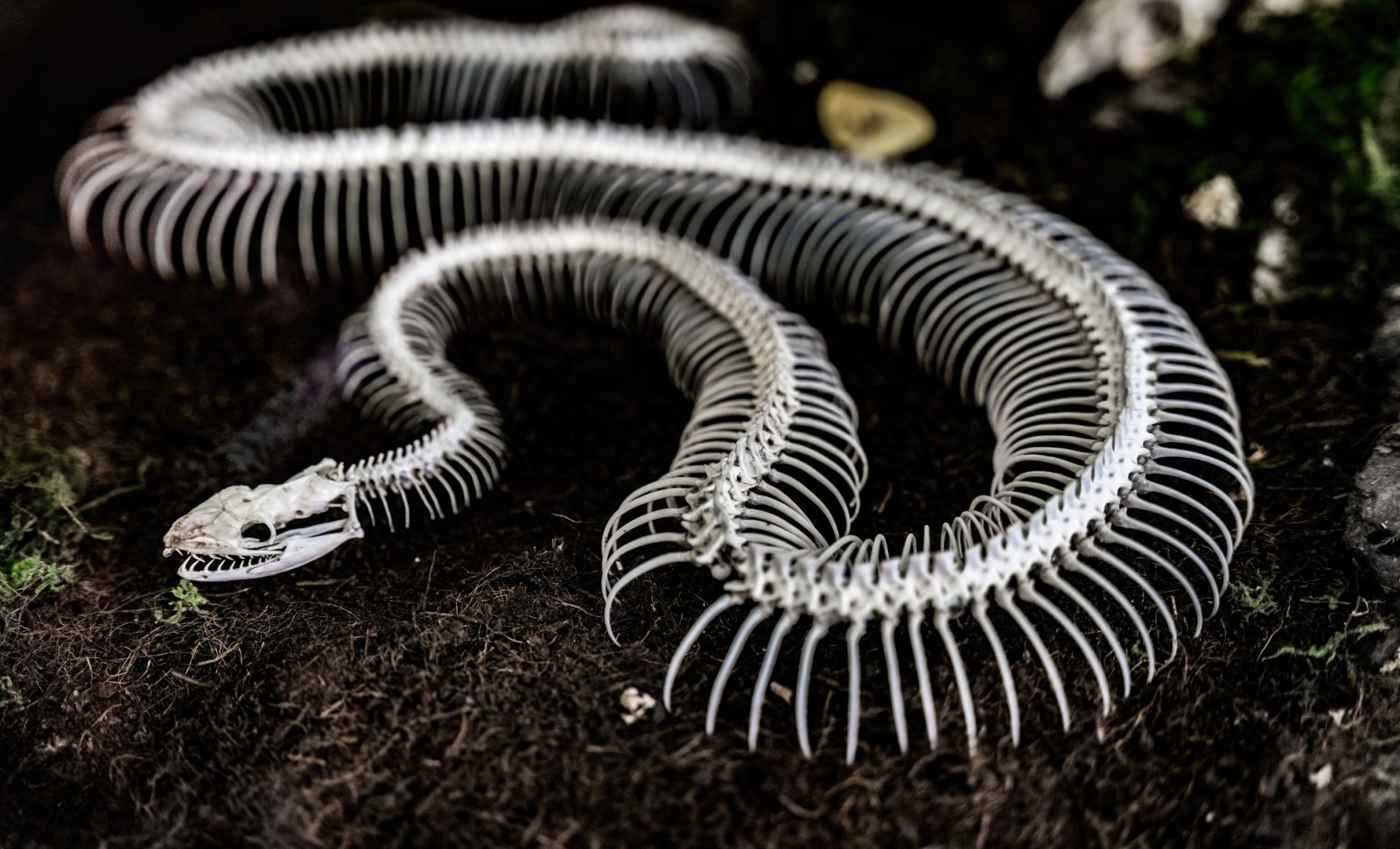 Rare Fossil Reveals Snakes Once Had Legs and Distinct Skull Features 