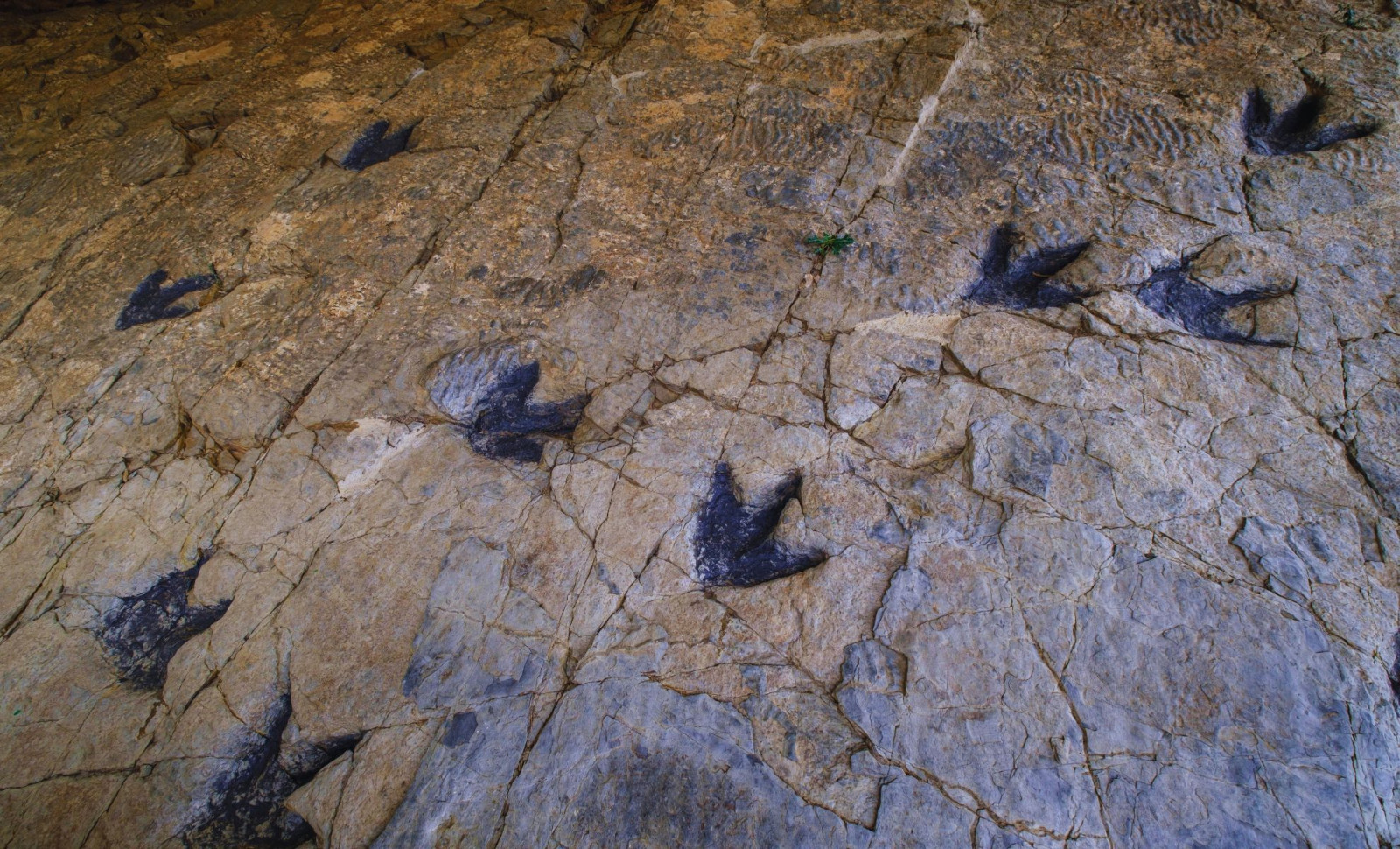 Hidden for Two Decades: Queensland School Rock Reveals 66 Dinosaur Tracks 