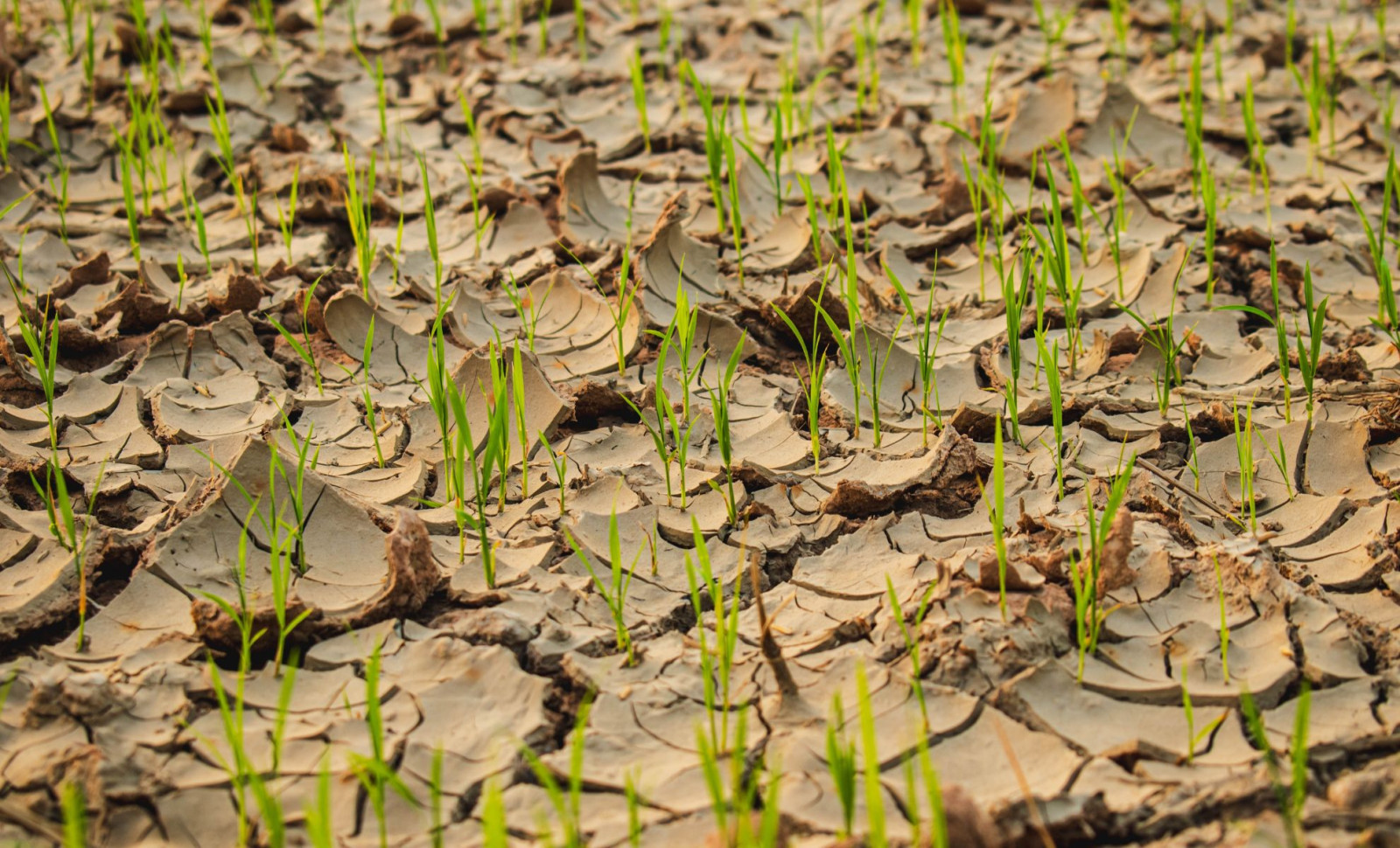 Chinese Scientists Develop Rapid Technique to Transform Desert Sand into Fertile Soil Within a Year 