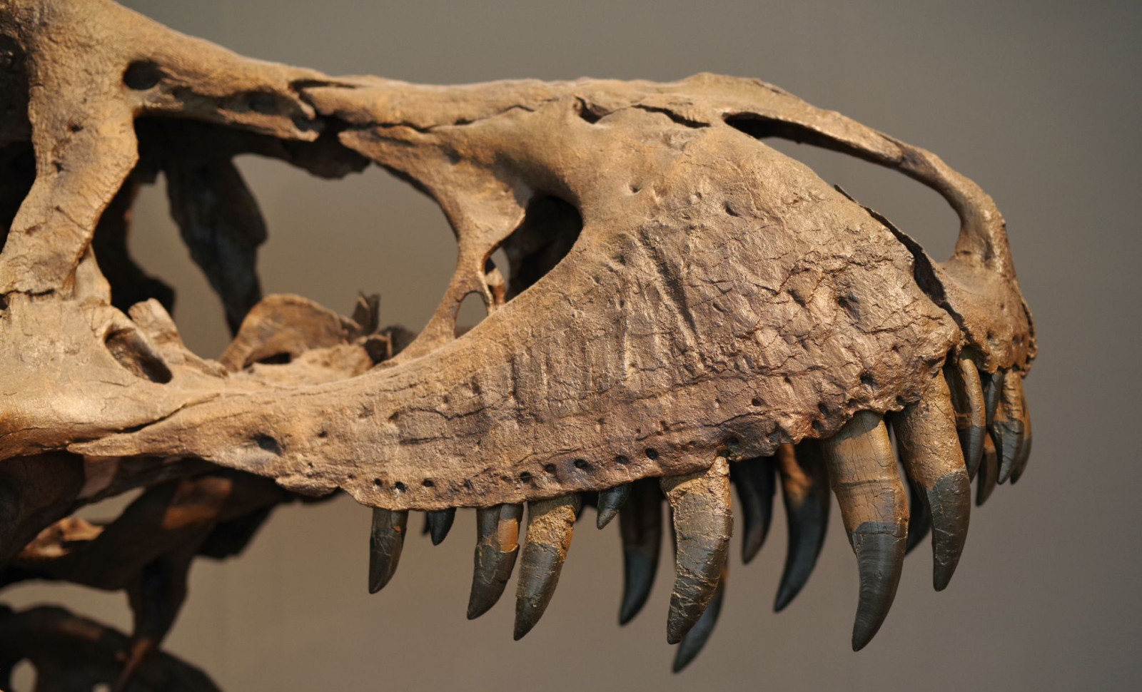 Researcher Proposes Dinosaurs Influenced the Pace of Human Aging 