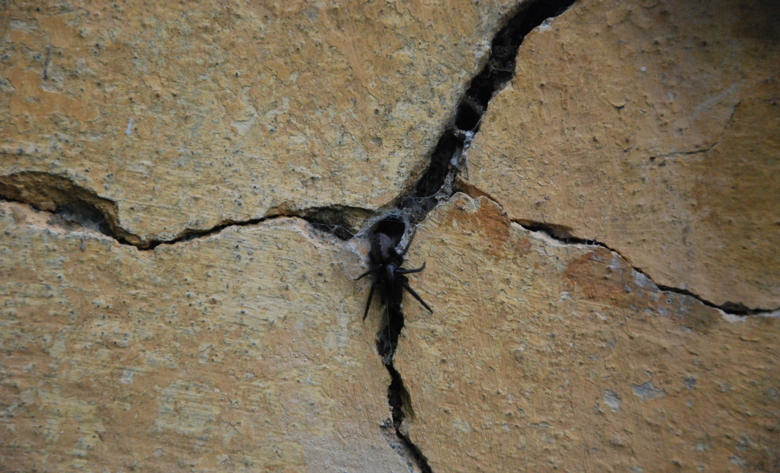 Scientists Uncover Tiny Wall-Dwelling Spider That Preys on Insects Much Larger Than Itself 