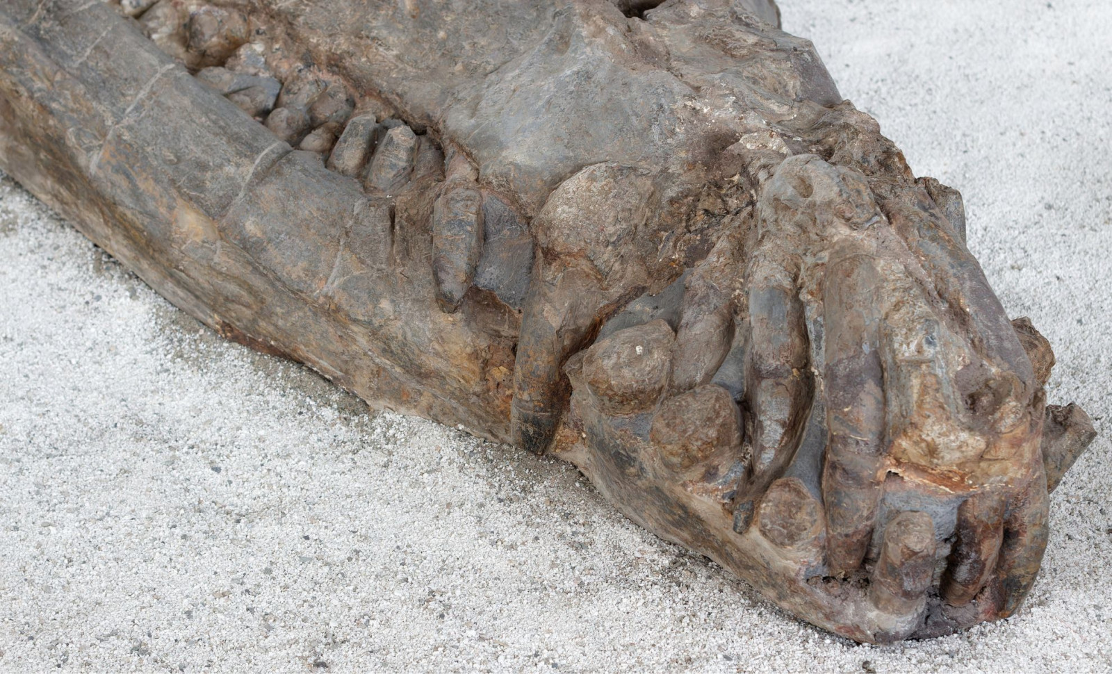 Well-Preserved 30-Foot Marine Crocodile Fossil Unearthed Beneath Tunisia's Sands 