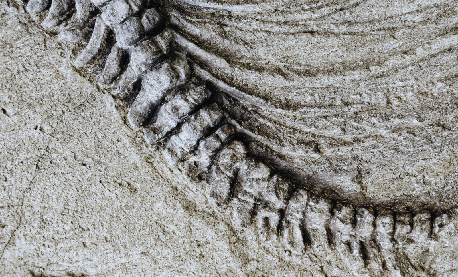 Giant Dinosaur Fossil So Heavy It Cracked Pavement During Transit Discovered in Patagonia 