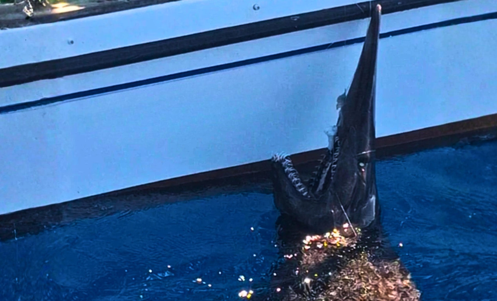 Rare Goblin Shark Caught Near Canary Islands Sheds Light on Elusive Deep-Sea Species 