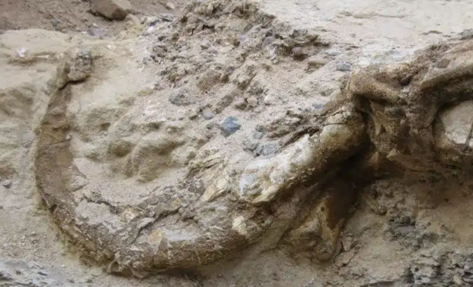 Newly Identified Dinosaur with Two Clawed Fingers Found in Mongolia's Gobi Desert 