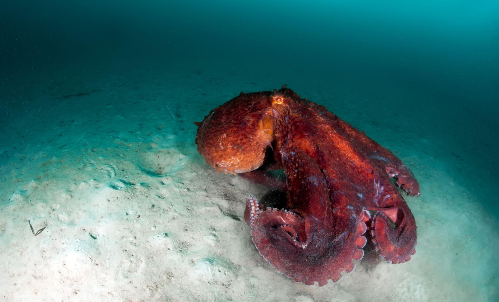 Giant Squid DNA Discovered in Remote Western Australian Deep-Sea Canyons Without a Submersible 