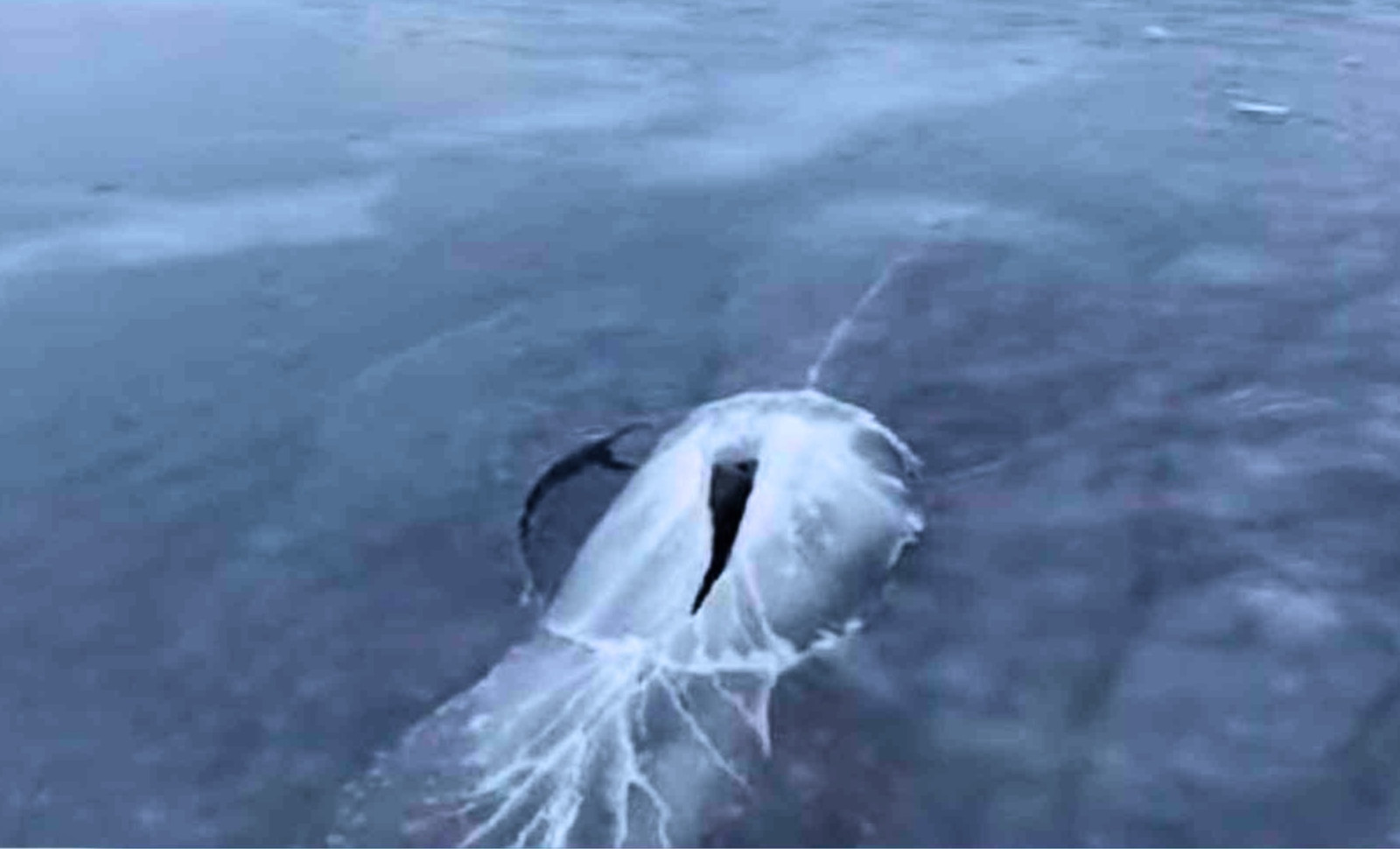 Drone Footage Reveals Bowhead Whale Breaking Through Thick Arctic Ice in Greenland 