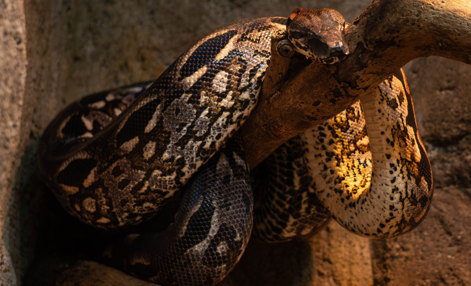 Enormous 15-Meter Snake Fossil Found in India Challenges Titanoboa’s Supremacy 