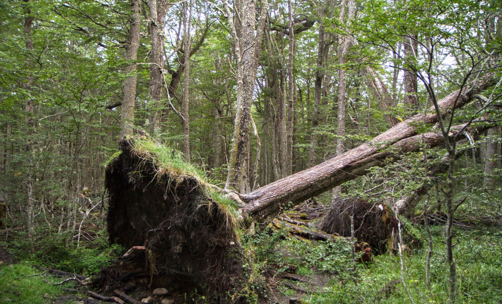 Ancient 1,500-Year-Old Gold Sword Sheath Found Beneath Tree Roots in Norway 
