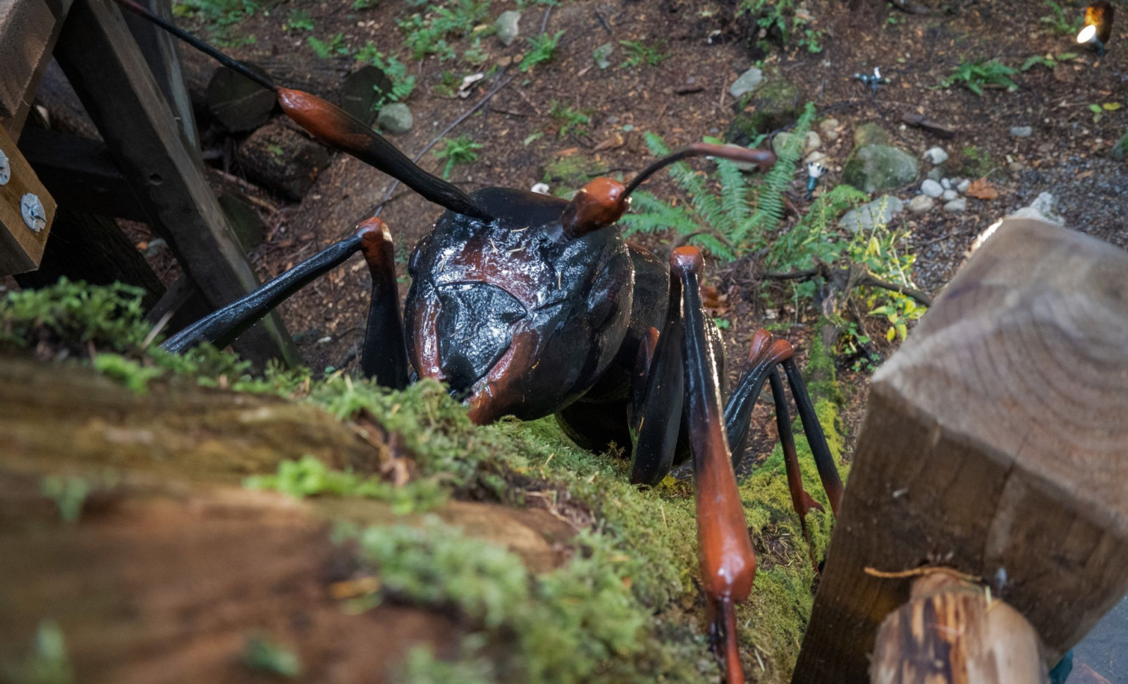 New Research Questions Oxygen’s Role in the Gigantic Size of Ancient Insects 