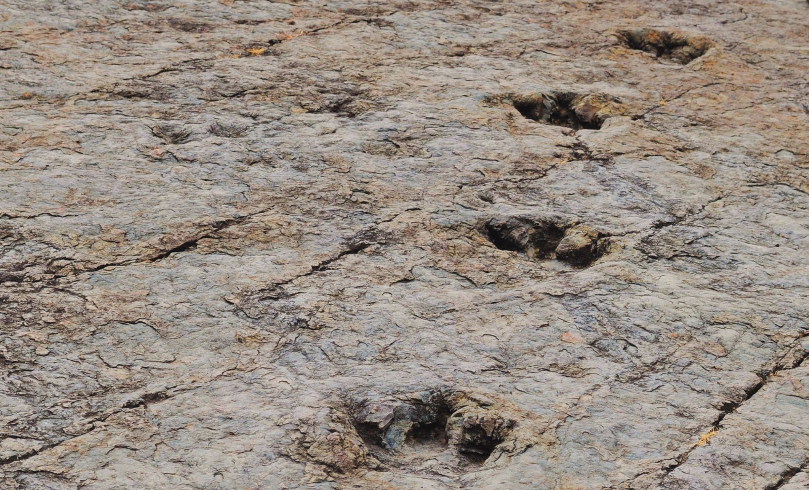 Bolivia's Carreras Pampa Reveals Largest Dinosaur Footprint Collection with Nearly 18,000 Tracks 