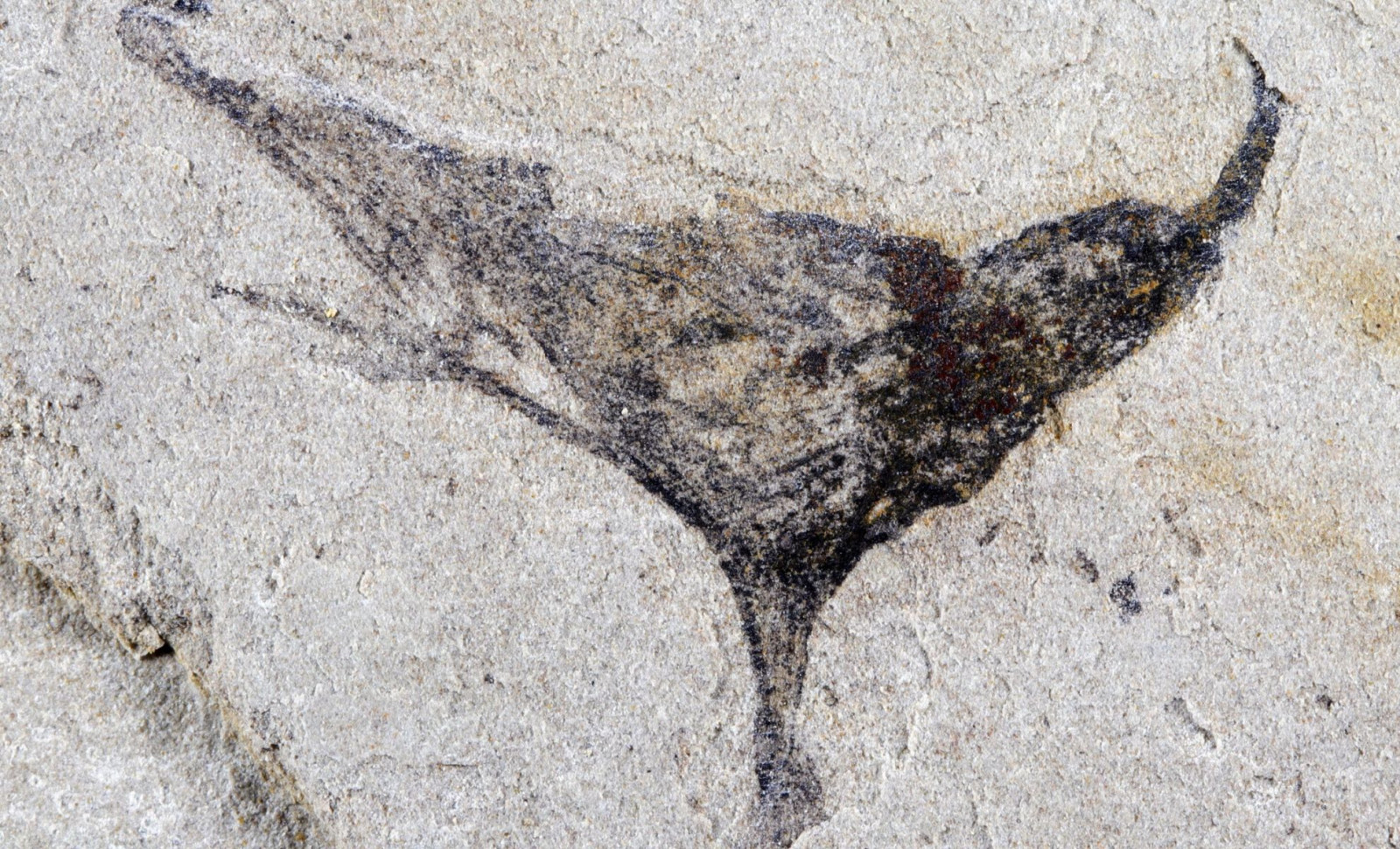 Ancient Fossils Reveal Complex Marine Life Predating the Cambrian Explosion 