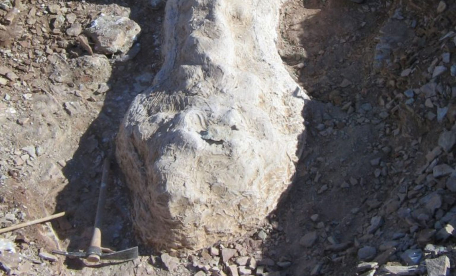 Patagonian Shepherd Unearths Unique 65-Foot Dinosaur With Unprecedented Traits 